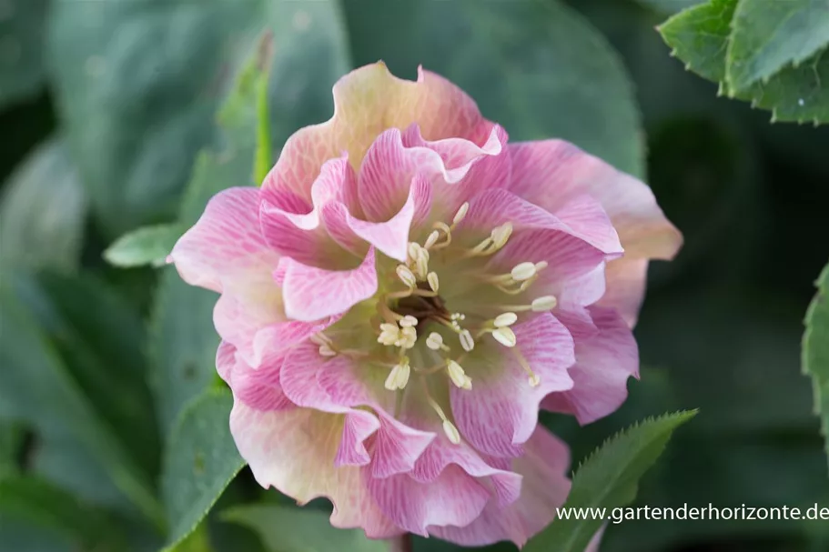 Lenzrose 'Double Ellen Pink' 1 Liter Topf