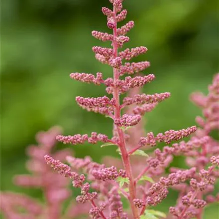 Prachtspiere 'Younique Carmine'