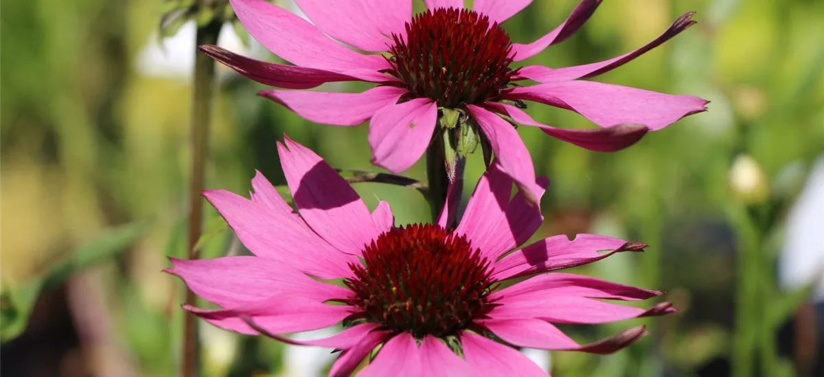 Echinacea purpurea 'Pr. Splendor Comp. Rose' -R- 1 Liter Topf 