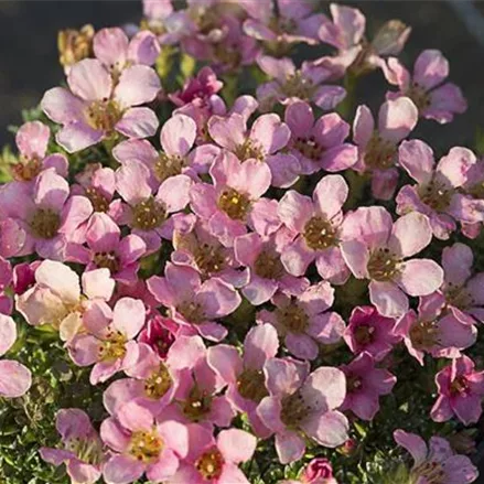 Saxifraga x cult.'Peach Melba'