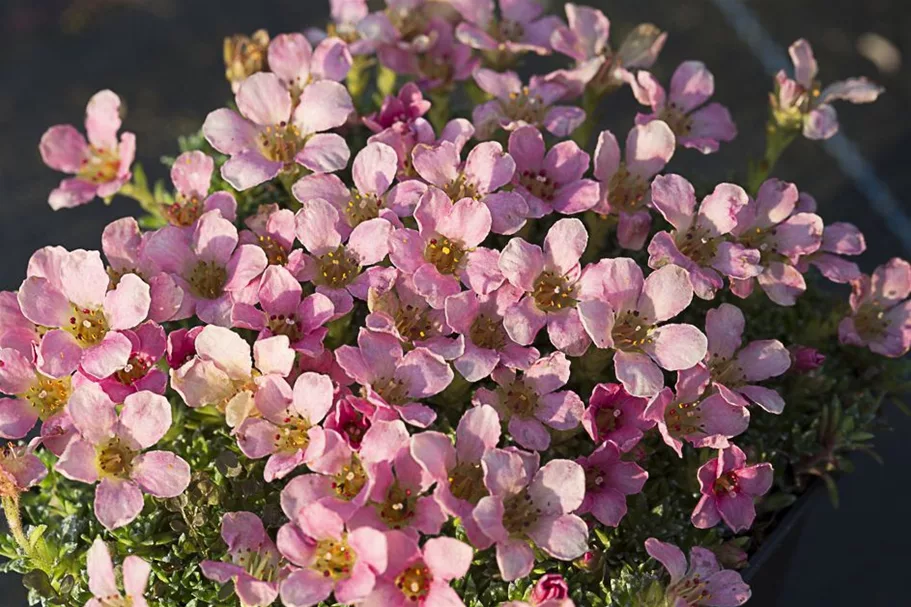 Saxifraga x cult.'Peach Melba' 9 x 9 cm Topf 0,5 Liter 