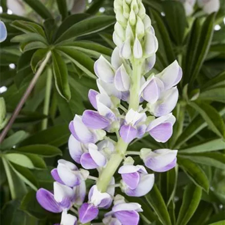 Zwergige Lupine 'Nanus Gallery Blau'