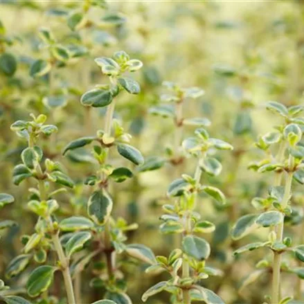 Schopfiger Thymian 'Doone Valley'