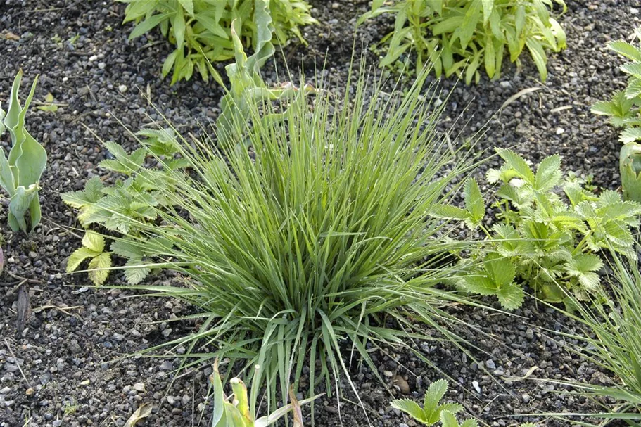 Kleines Pfeifengras 'Edith Dudszus' 0,5 Liter Topf