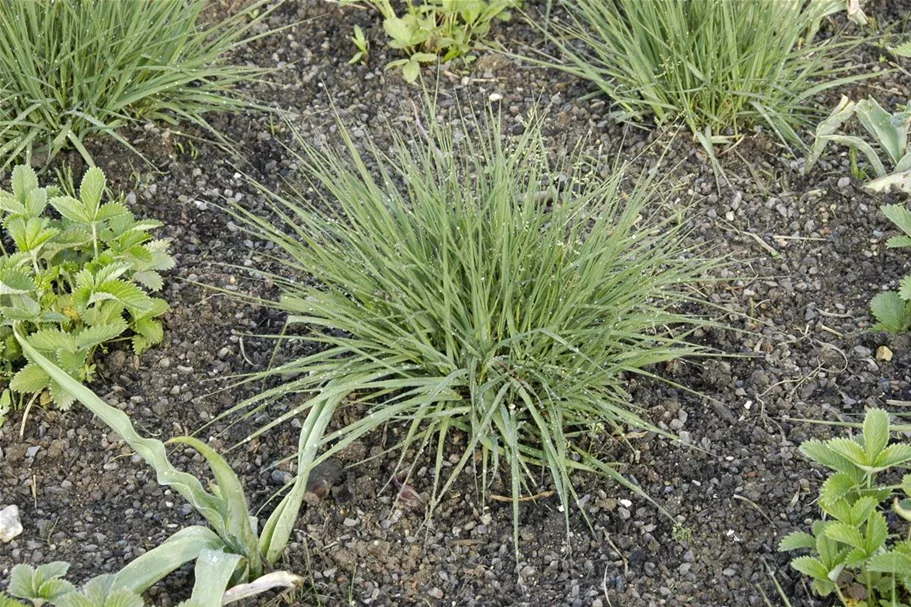 Kleines Pfeifengras 'Edith Dudszus' 0,5 Liter Topf