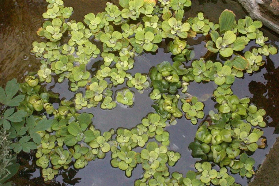 Wassersalat 1 Liter Topf