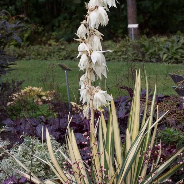 Fädige Palmlilie 'Gold Heart'