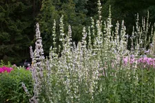 Salvia nemorosa 'Sen. Medium Deep Rose' -R- 9 x 9 cm Topf 0,5 Liter 