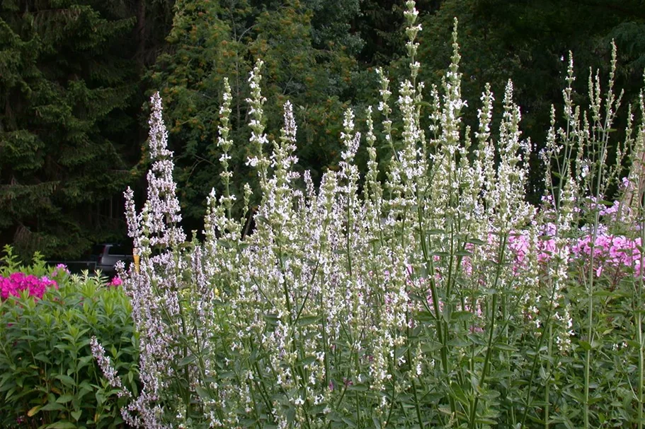 Salvia nemorosa 'Sen. Medium Deep Rose' -R- 9 x 9 cm Topf 0,5 Liter 