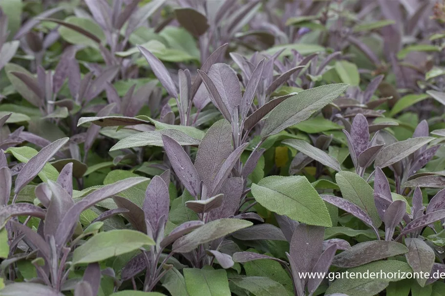 Rotblättriger Salbei 'Purpurascens' 0,5 Liter Topf