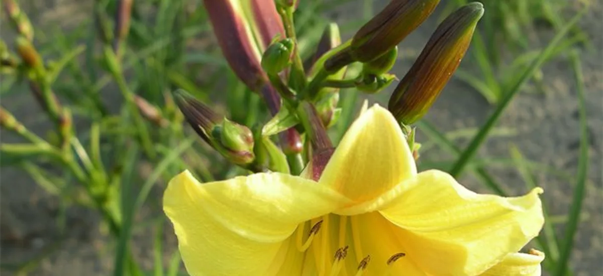 Taglilie 'Lemon Bells' 1 Liter Topf