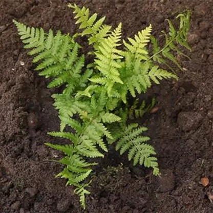 Winterharter Frauenfarn - Einpflanzen im Garten