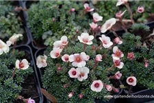 Saxifraga x boydilacina 'Penelope' 9 x 9 cm Topf 0,5 Liter 