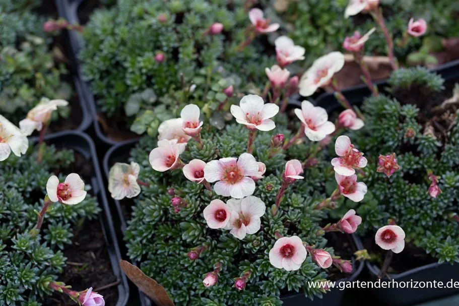 Saxifraga x boydilacina 'Penelope' 9 x 9 cm Topf 0,5 Liter 