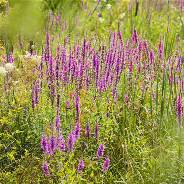 Gewöhnlicher Blutweiderich (West)