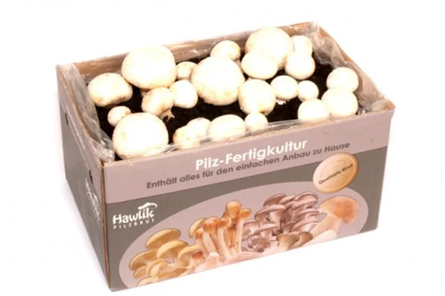 Champignon weiß Fertigsubstrat groß