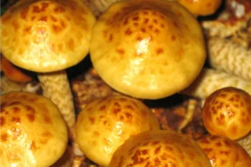Pilze selber anziehen Pilze selber anziehen