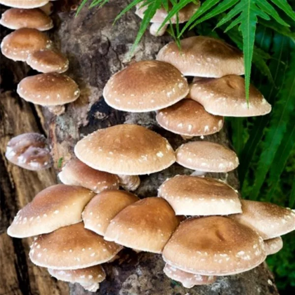 Shiitake Dübel