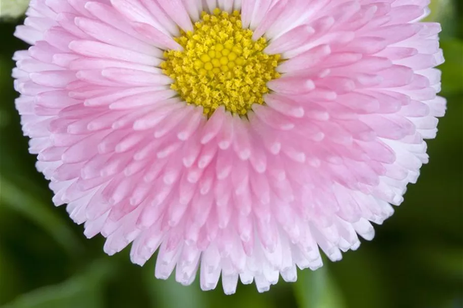 Gänseblümchen 6 Töpfe a 10 cm