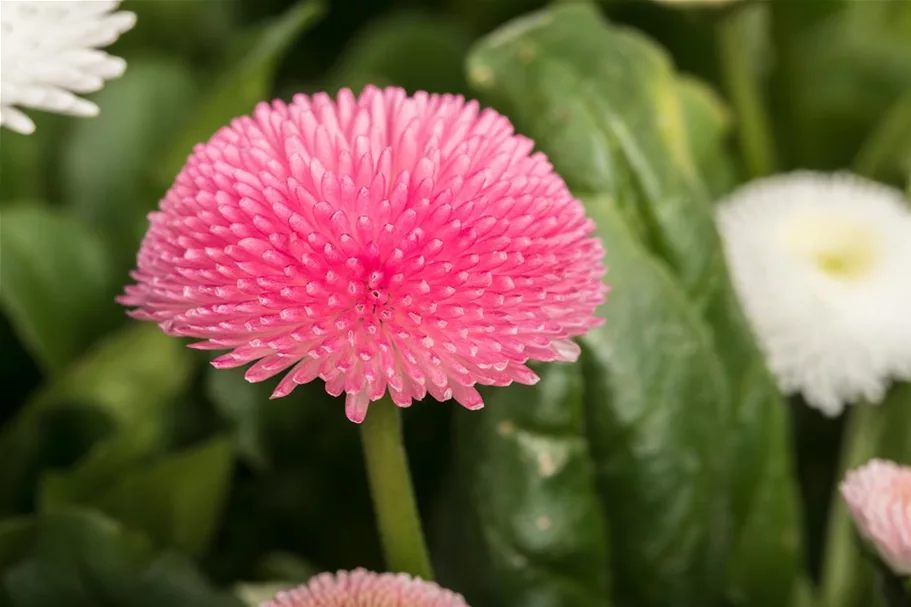 Gänseblümchen 6 Töpfe a 10 cm