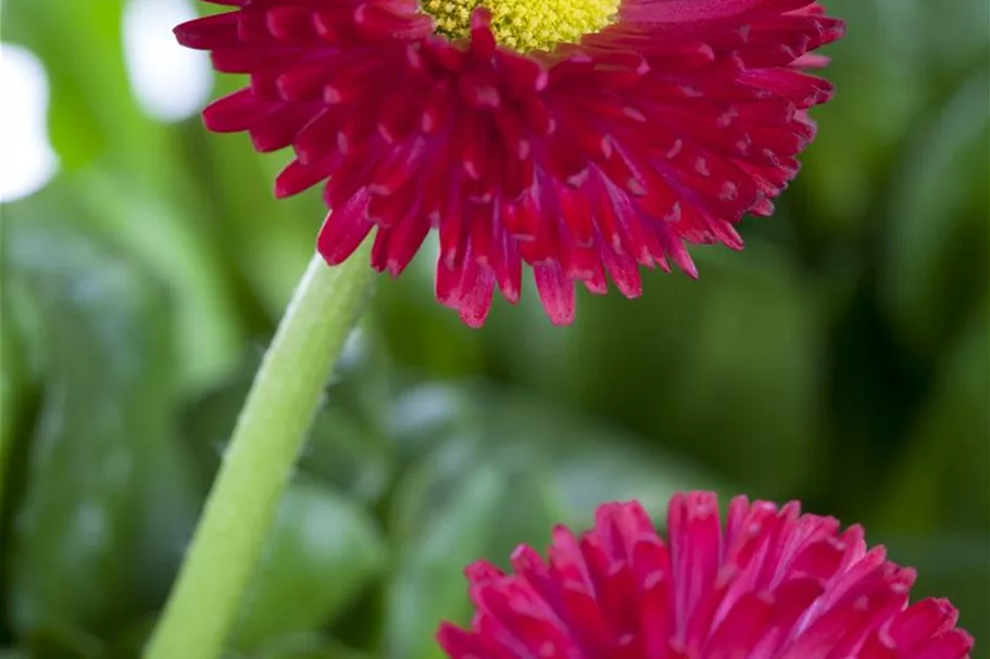 Gänseblümchen 6 Töpfe a 10 cm