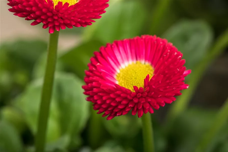 Gänseblümchen 6 Töpfe a 10 cm