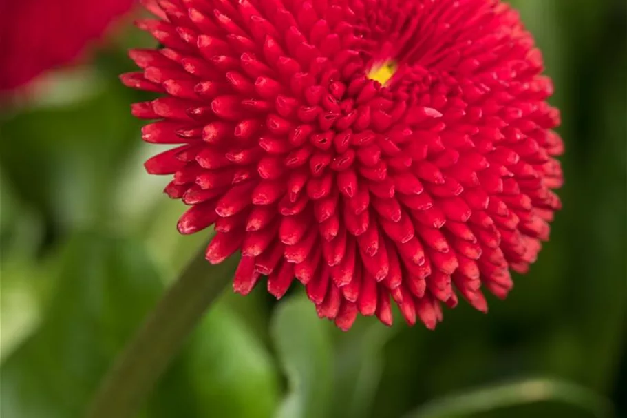 Gänseblümchen 6 Töpfe a 10 cm