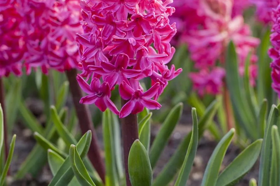 5 Blumenzwiebel - Hyazinthe 'Jan Bos', purpur-rot 5 Zwiebel - Größe 16/17