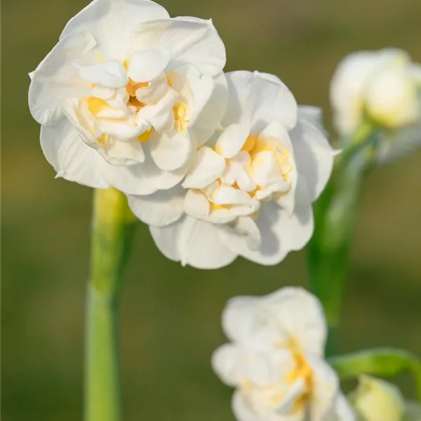 Narzisse 'Bridal Crown'