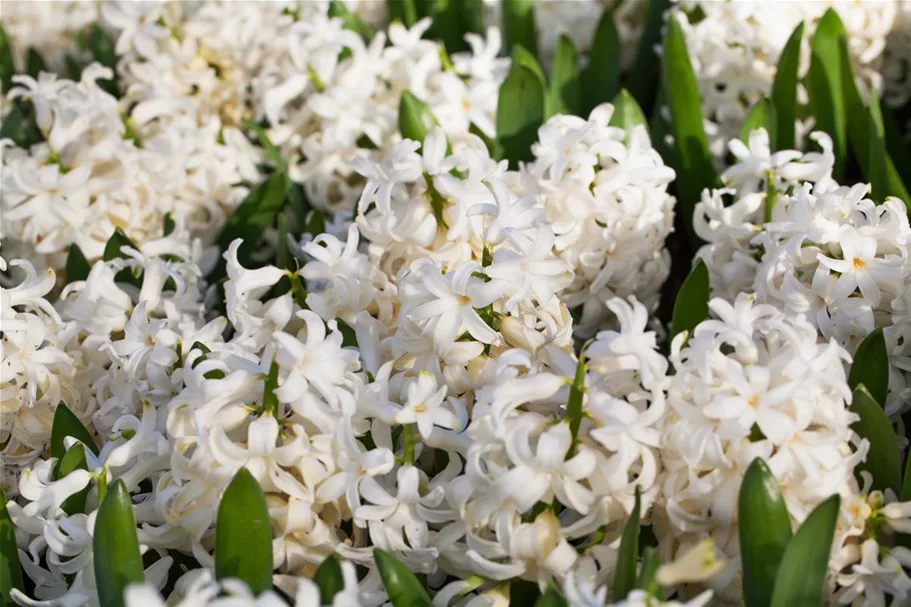 Hyazinthe 'White Pearl', weiß, 1 Zwiebel im Topf 9 cm