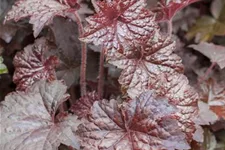 Heuchera "Palace Purple" 12 cm