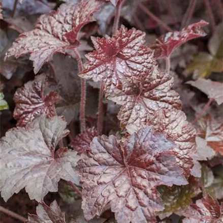 Heuchera "Palace Purple"