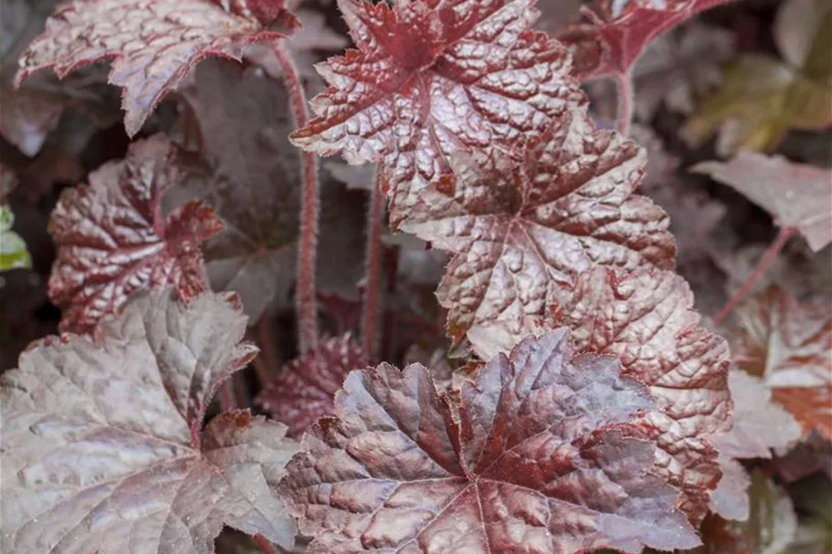 Heuchera "Palace Purple" 12 cm