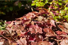 Heuchera "Palace Purple" 12 cm