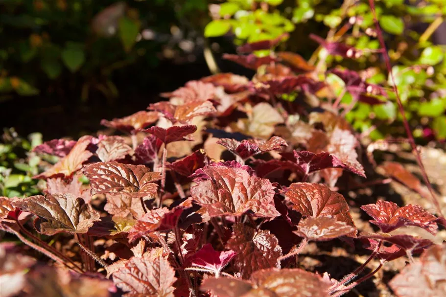 Heuchera "Palace Purple" 12 cm