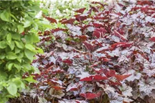 Heuchera "Palace Purple" 12 cm