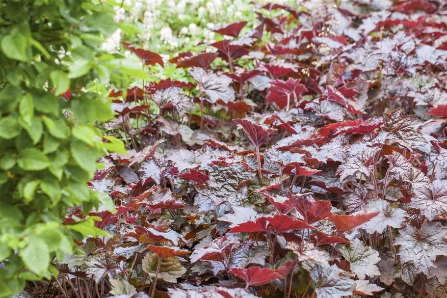 Heuchera "Palace Purple" 12 cm