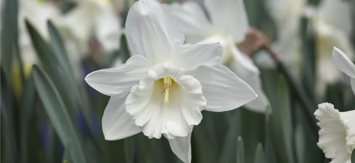 5 Blumenzwiebel - Edelnarzisse 'Mount Hood' 5 große Zwiebel - Größe 14/16