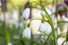 Sommer-Knotenblume 11 cm