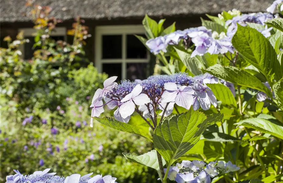 Hortensie im Garten bringt klassische Schönheit mit