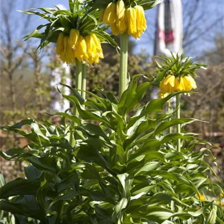 Garten-Kaiserkrone 'Maxima Lutea'