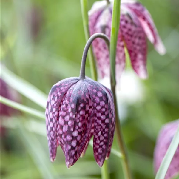 Gewöhnliche Schachblume