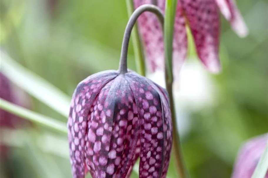 Gewöhnliche Schachblume 11 cm