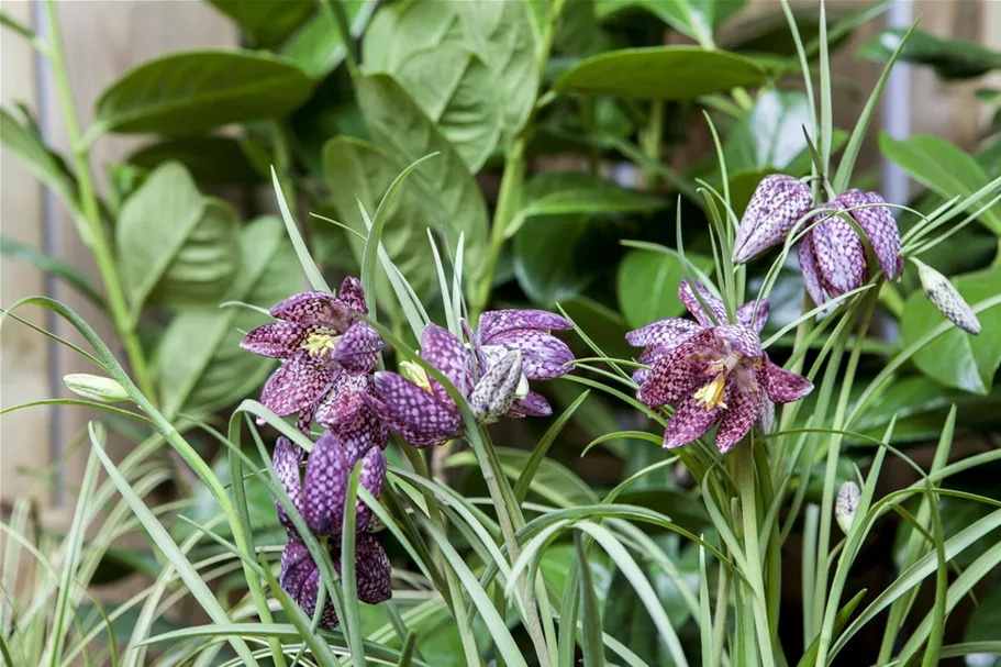 Gewöhnliche Schachblume 11 cm