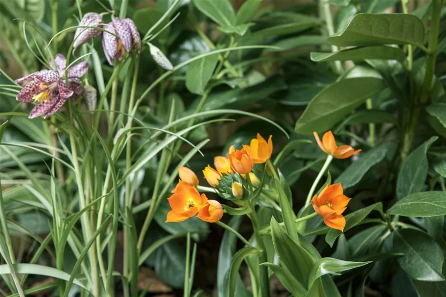 Gewöhnliche Schachblume 11 cm