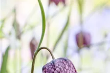 Gewöhnliche Schachblume 11 cm