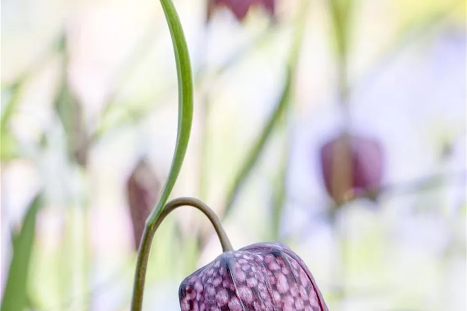 Gewöhnliche Schachblume 11 cm