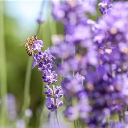 Lavendel - alter Gartenbewohner mit Aroma