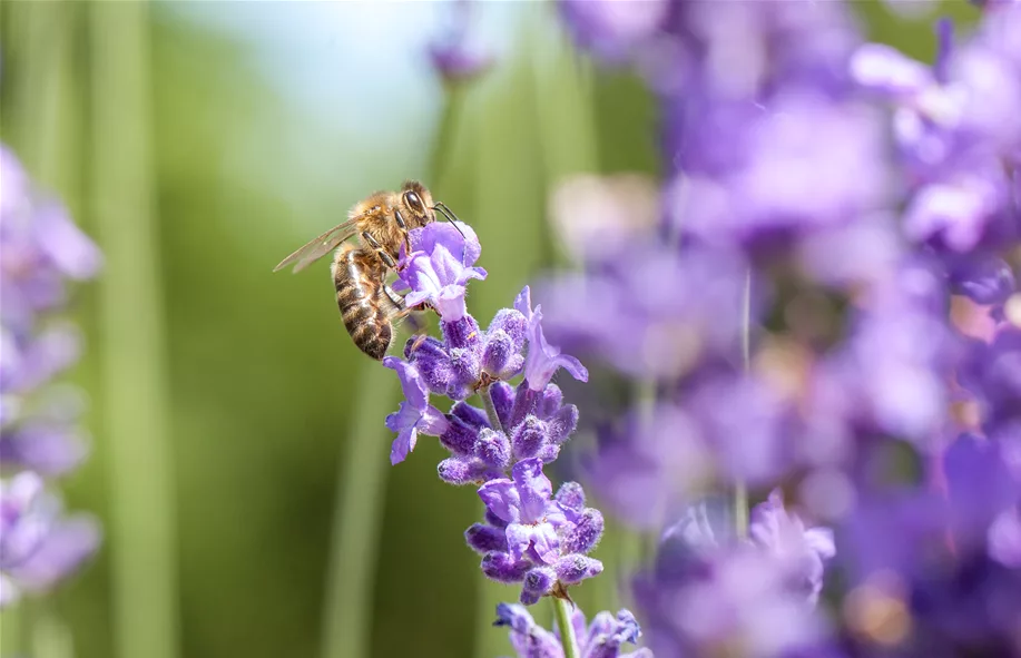 Sonnenstauden sind beliebt bei Insekten