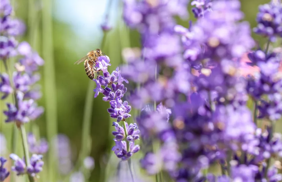 Lavendel - alter Gartenbewohner mit Aroma